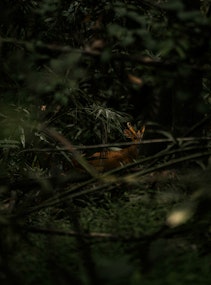 Kings Pavilion Image Experience